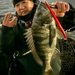 シーバスかと思ったらチヌだった件について