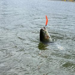 平日は釣り人も少ない、かめプー