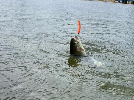 平日は釣り人も少ない、かめプー