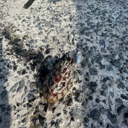 カサゴとアジとメバル‼️