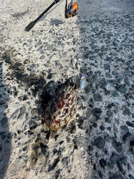 カサゴとアジとメバル‼️