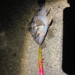 ルアーフィッシング