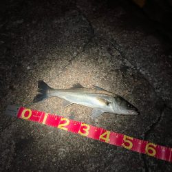 中華製ミノー絶好調！