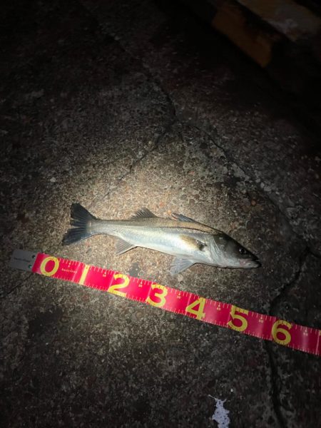 中華製ミノー絶好調！