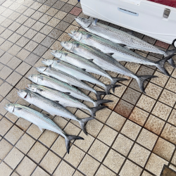 サワラ/ブレードジギング