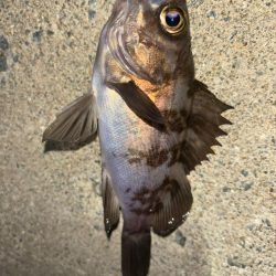 メバル⑧&タケノコメバル①