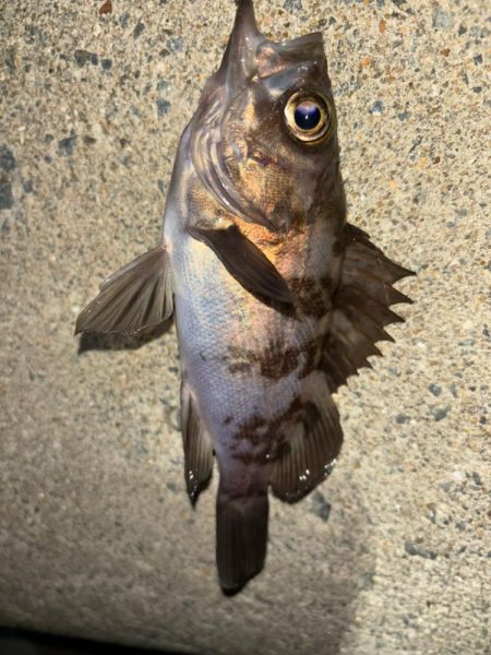 メバル⑧&タケノコメバル①