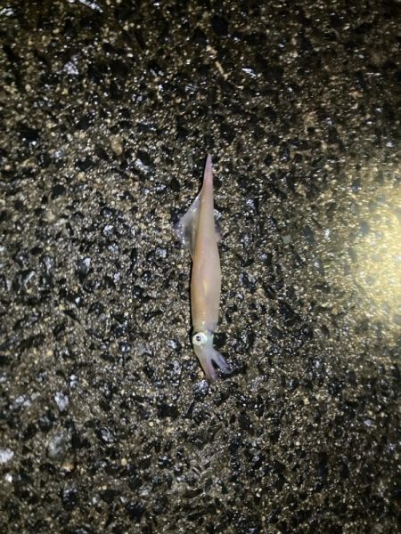 強風荒れ模様中風裏ヤリイカ