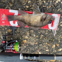 寒チヌ難しい。