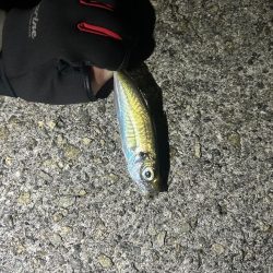 いつもとは違うポイントへ