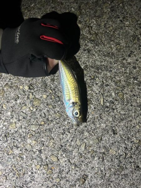 いつもとは違うポイントへ