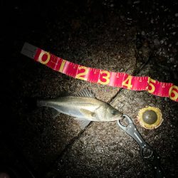 教えたくないけど、爆釣の千葉港