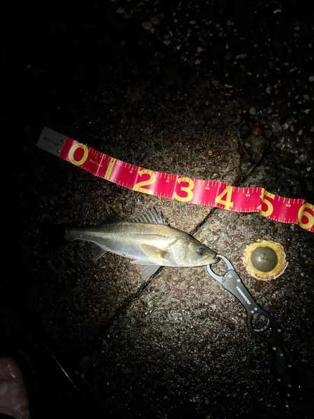 教えたくないけど、爆釣の千葉港