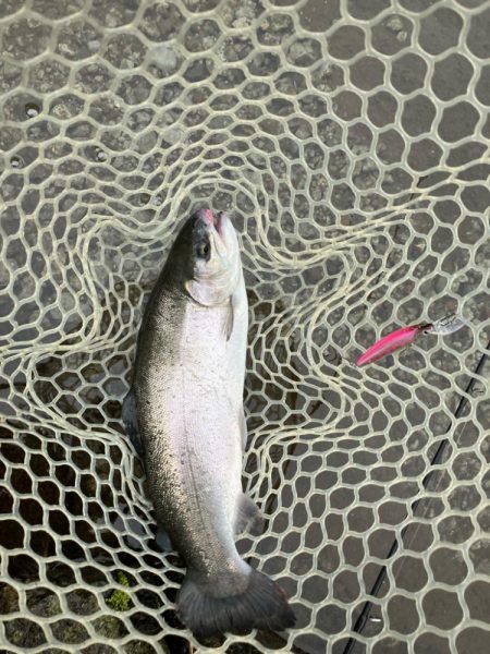 エリアトラウト