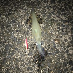 ヤリイカゲーム🦑🦑🦑