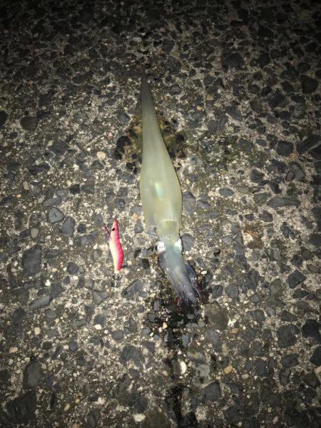 ヤリイカゲーム🦑…