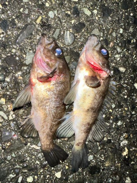 大阪南部ライトゲーム