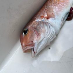 本命はシロアマダイでしたが