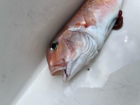 本命はシロアマダイでしたが