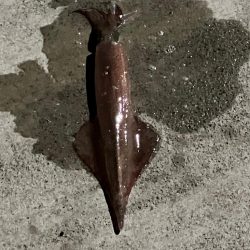 ヤリイカ釣行