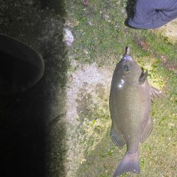 アジングのはずが・・・