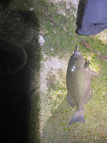 アジングのはずが・・・