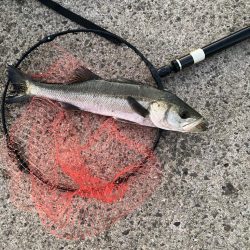 エビ撒きでハネ