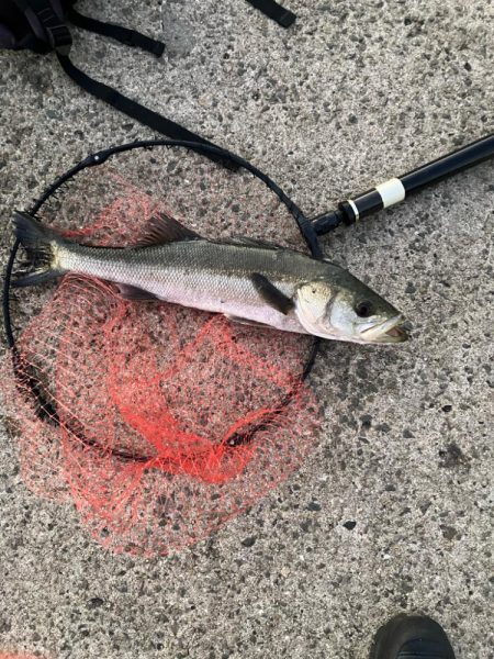 エビ撒きでハネ