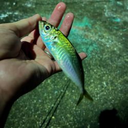 ライトゲームin和歌山