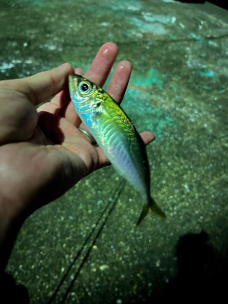 ライトゲームin和歌山