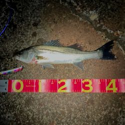 キタ！イナッコパターン