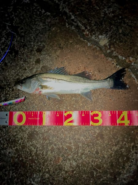 キタ！イナッコパターン