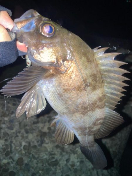 2024ライトゲーム第3戦