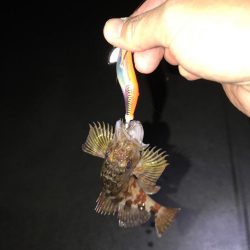 ヤリイカからの鯵