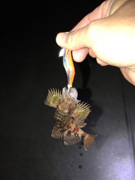 ヤリイカからの鯵