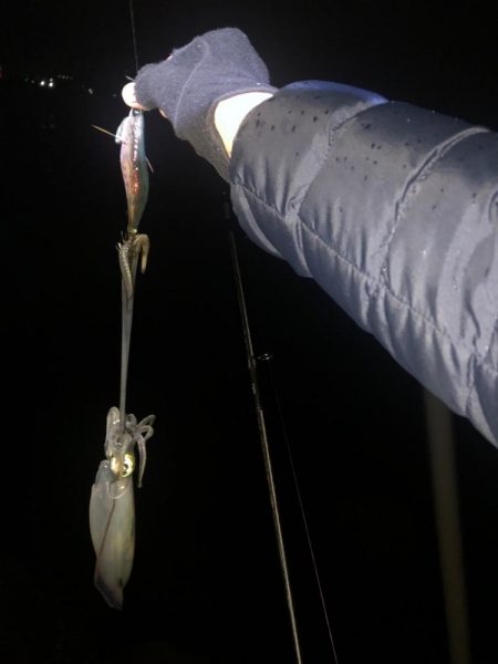 【みなべエリア】アオリイカ