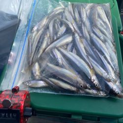 ワカサギ釣り