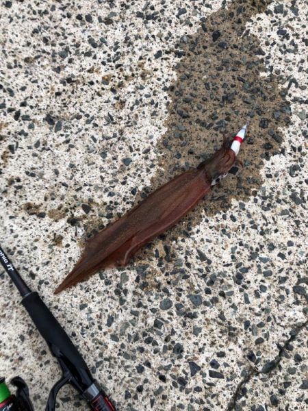 ヤリイカシーズン本格化