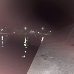 カサゴとメバル