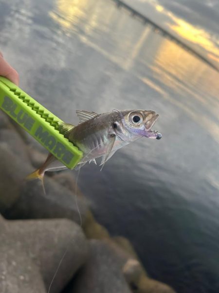 夕まずめチャレンジ🎣