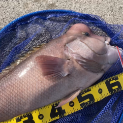 初かぶせでデカコブゲット！