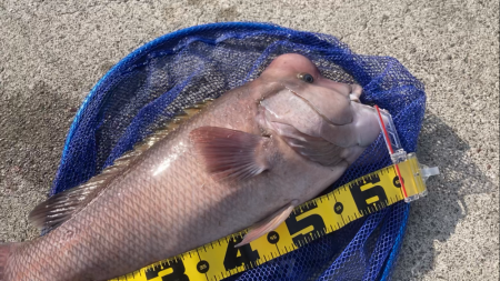 初かぶせでデカコブゲット！