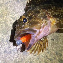 みんなのアイドルガッシー