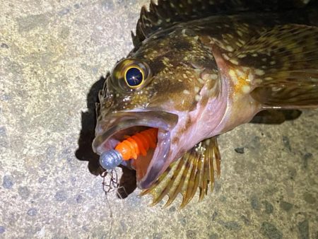 みんなのアイドルガッシー