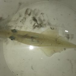 ヤリイカ激渋！