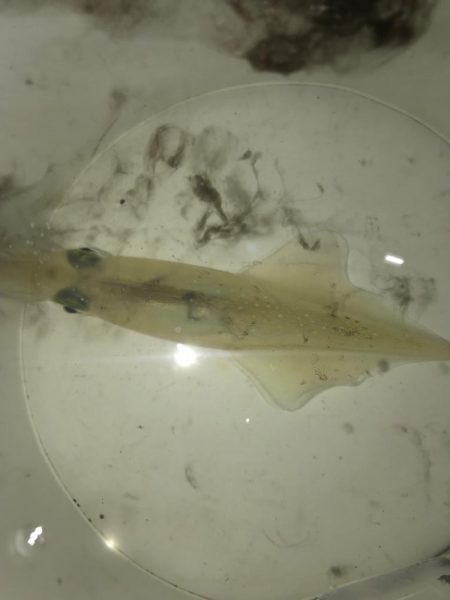 ヤリイカ激渋！