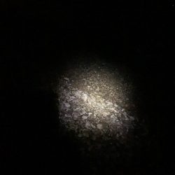 フィッシング大阪帰りのフロートアジング笑