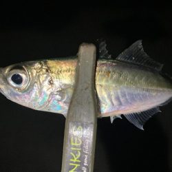 今夜もアジ探し