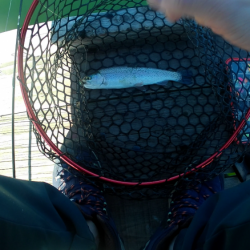 激シブトラウト涙