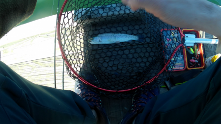 激シブトラウト涙